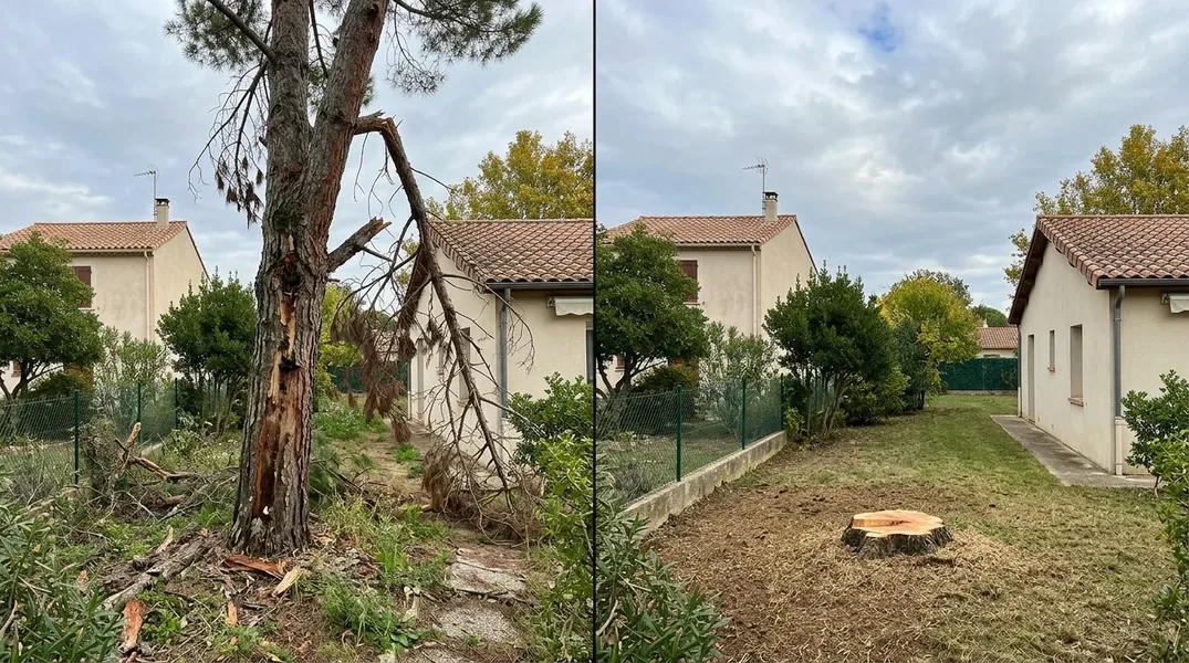 Comment élaguer ou abattre un pin, un chêne vert ou un tamaris exposés aux tempêtes et aux embruns à La Rochelle et sur l'Île de Ré ?